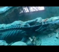 【動画】中国で100日前に死にそうなワニ見つかる！！！！！