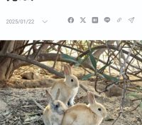 Thumbnail of post image 096