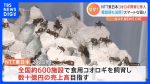 【食品】正しさなんか関係ねぇ！コオロギ食への抵抗感ｗ