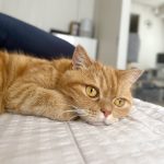 菜々緒に変態と思わせた鈴木亮平の奇妙な関係