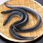【生活】ニホンウナギを含むウナギ全種類、国際取引の規制対象に…